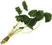 Wasabi